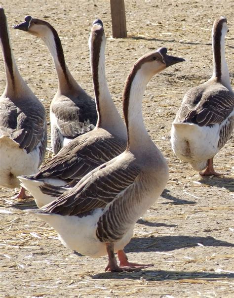 獅頭鵝公母特徵|中國鵝 (Chinese Goose)